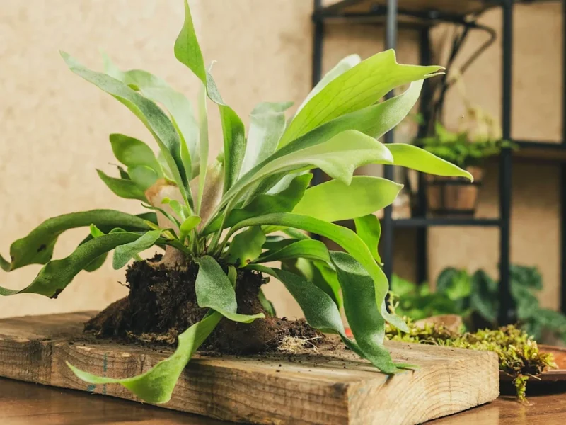 6 loại cây cảnh độc đáo giúp nâng tầm không gian sống