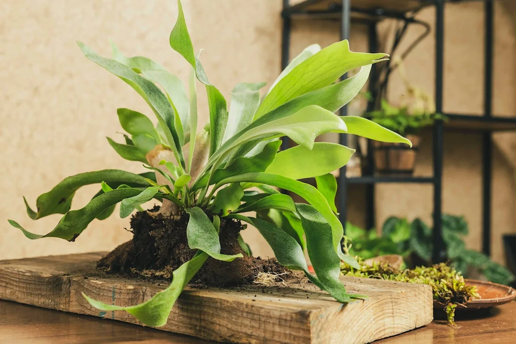6 loại cây cảnh độc đáo giúp nâng tầm không gian sống - 1