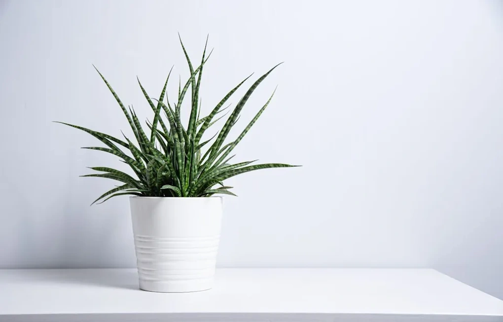 6 loại cây cảnh độc đáo giúp nâng tầm không gian sống - 4