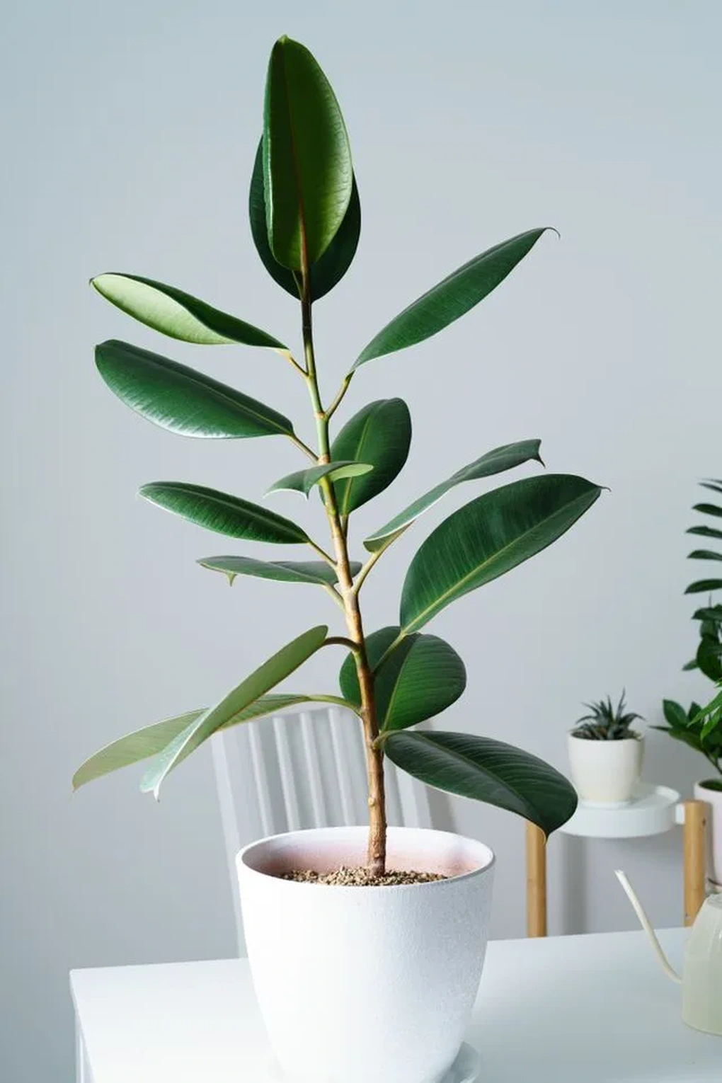 6 loại cây cảnh độc đáo giúp nâng tầm không gian sống - 5