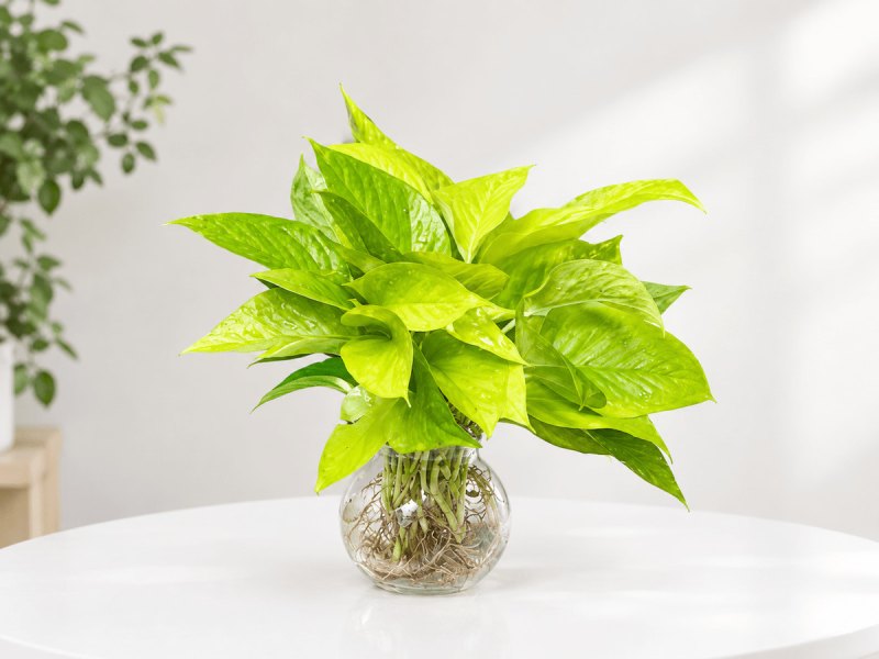 Cách trồng trầu bà thủy sinh đơn giản, cây nhanh ra rễ, xanh tốt